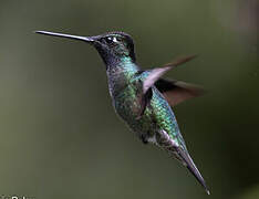 Talamanca Hummingbird