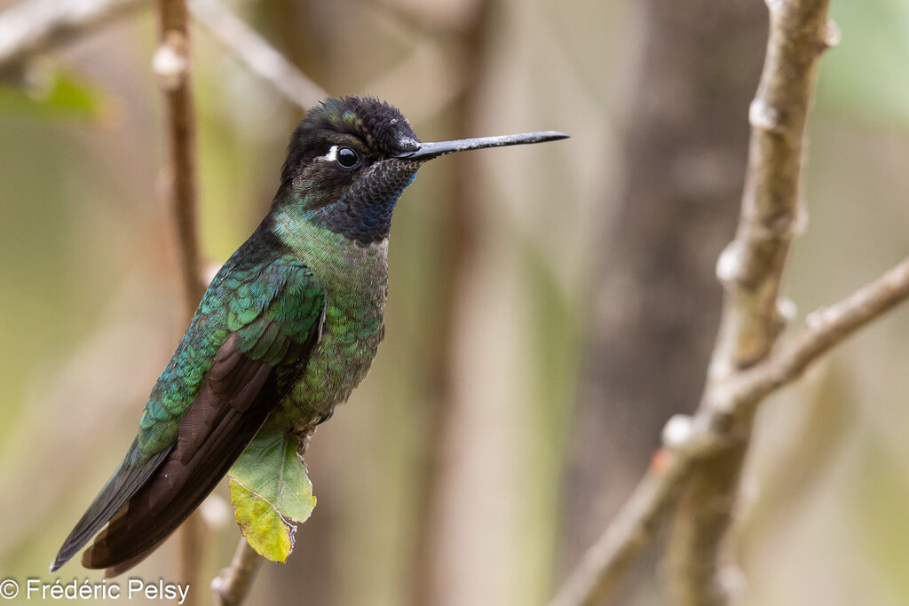 Talamanca Hummingbird male