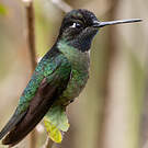 Colibri admirable