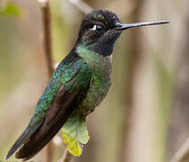 Talamanca Hummingbird