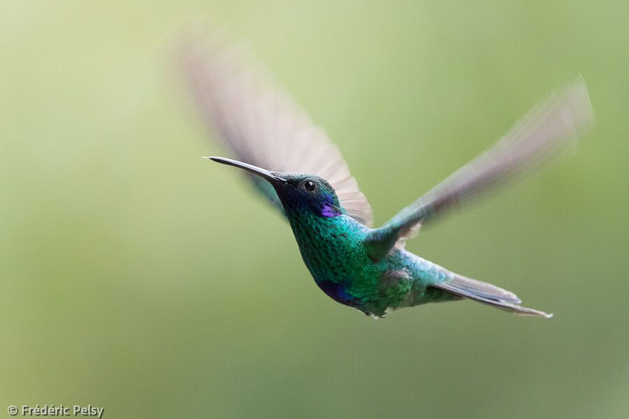 Sparkling Violetear, Flight