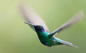 Sparkling Violetear