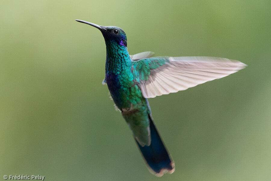 Sparkling Violetear