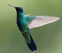 Sparkling Violetear