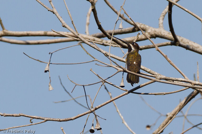 Long-billed Starthroat male adult