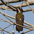 Colibri corinne