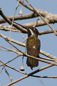 Colibri corinne