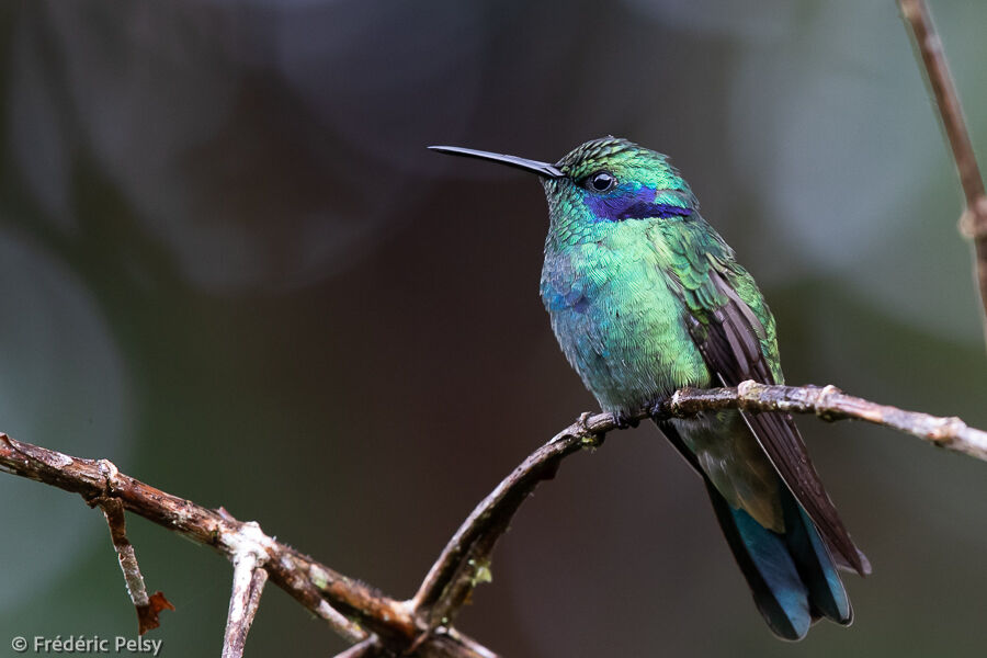 Colibri cyanote