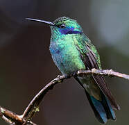 Colibri cyanote