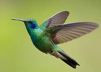 Colibri cyanote