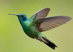 Lesser Violetear