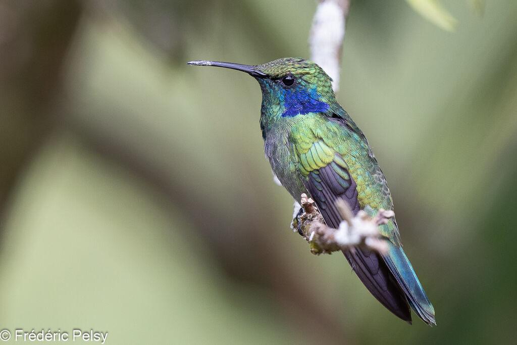 Colibri cyanote