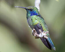 Lesser Violetear