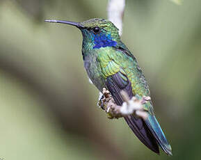 Colibri cyanote