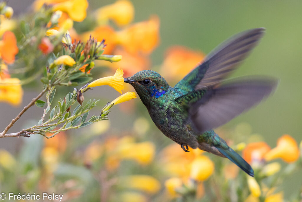 Colibri cyanote