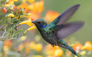 Colibri cyanote