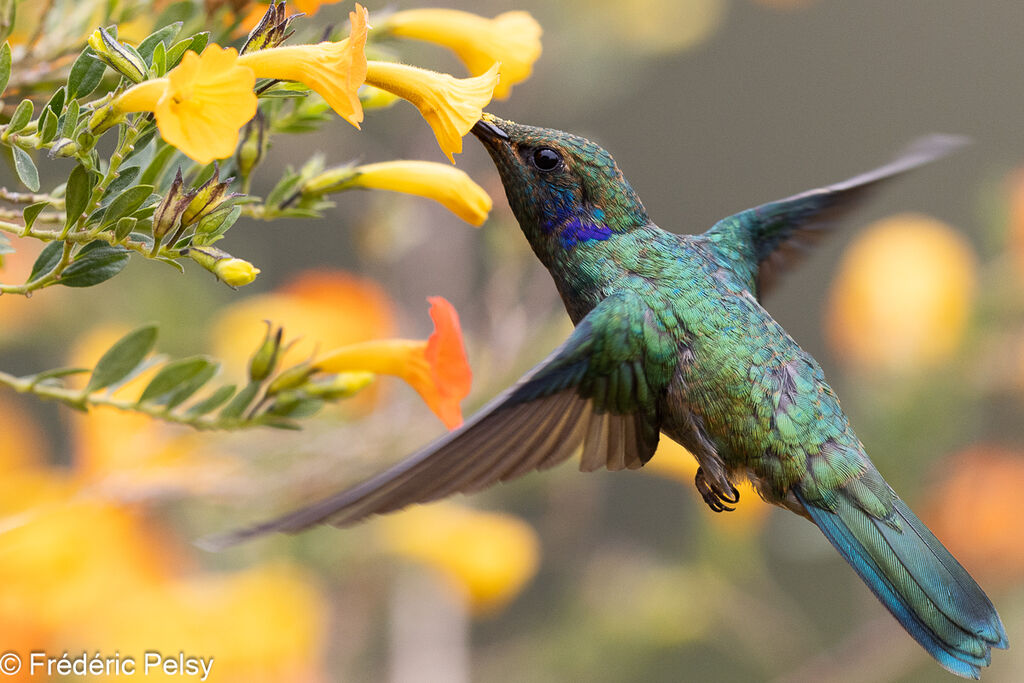 Colibri cyanote