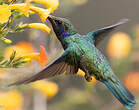 Colibri cyanote