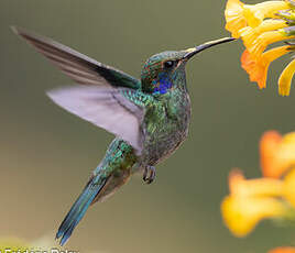 Colibri cyanote