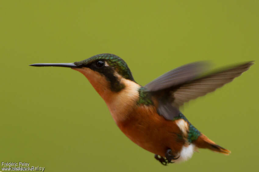 Colibri d'Héliodore femelle, adulte