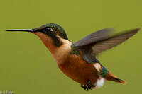 Colibri d'Héliodore