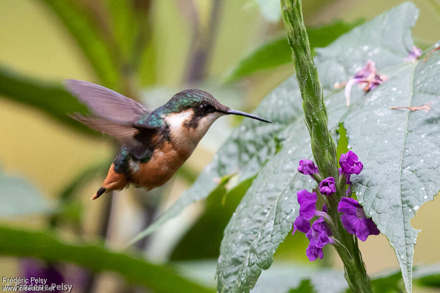 Gorgeted Woodstar female, adult, pigmentation, flight, eating