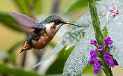 Colibri d'Héliodore
