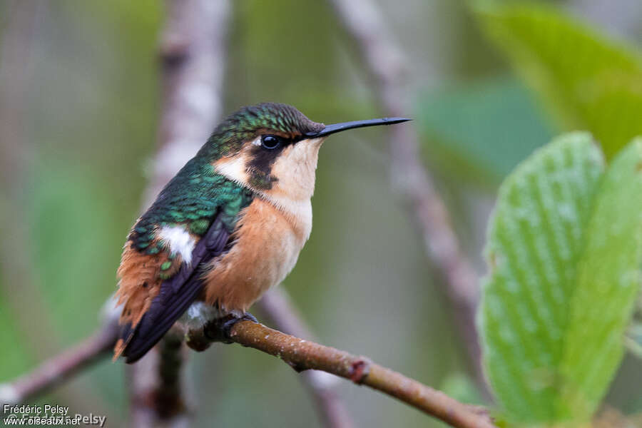 Colibri d'Héliodore femelle, adulte, identification