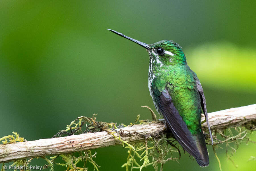 Purple-bibbed Whitetip female