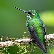 Purple-bibbed Whitetip