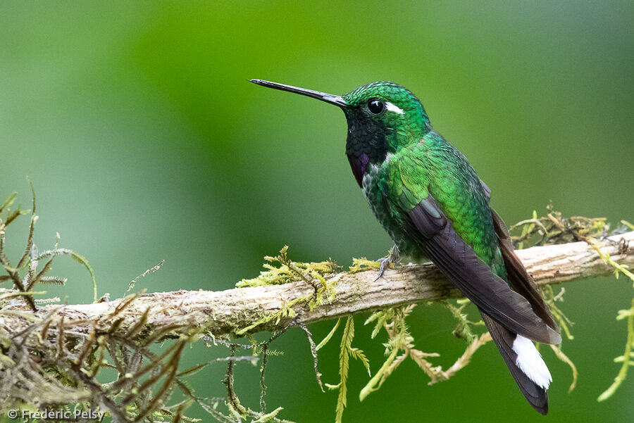 Purple-bibbed Whitetip male