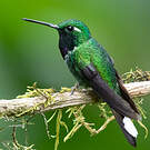 Colibri de Benjamin