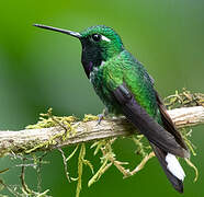 Purple-bibbed Whitetip