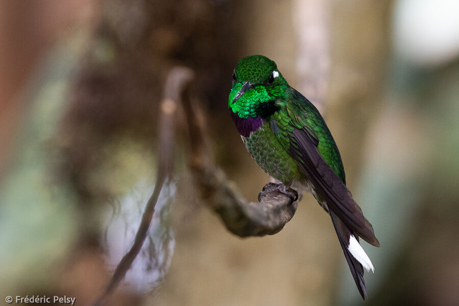 Purple-bibbed Whitetip