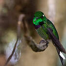 Colibri de Benjamin