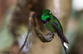 Purple-bibbed Whitetip