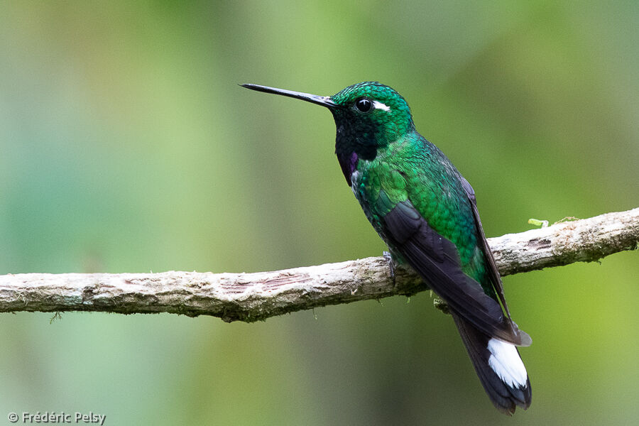 Purple-bibbed Whitetip