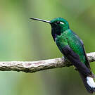 Colibri de Benjamin
