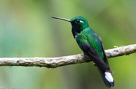 Purple-bibbed Whitetip