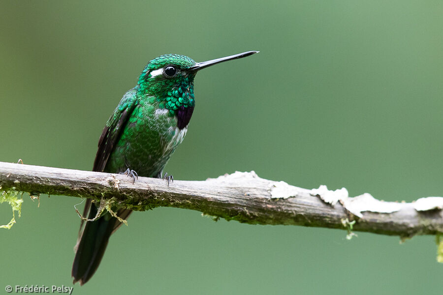 Purple-bibbed Whitetip