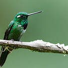 Colibri de Benjamin