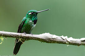 Purple-bibbed Whitetip