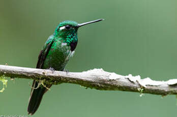 Colibri de Benjamin