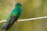 Colibri de Buffon