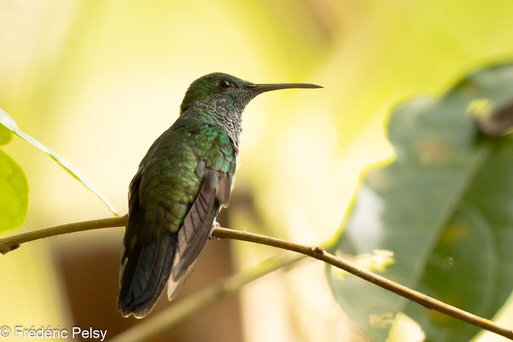 White-vented Plumeleteer