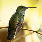 Colibri de Buffon