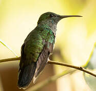 White-vented Plumeleteer