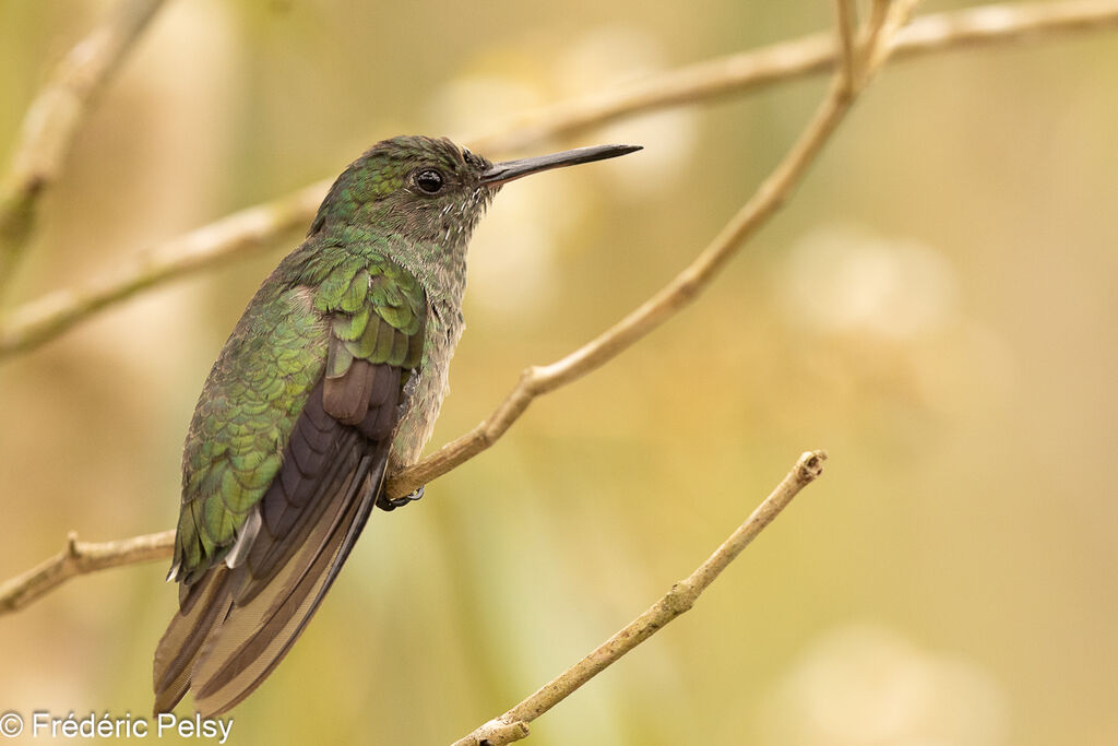 Colibri de Cuvier