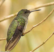 Scaly-breasted Hummingbird