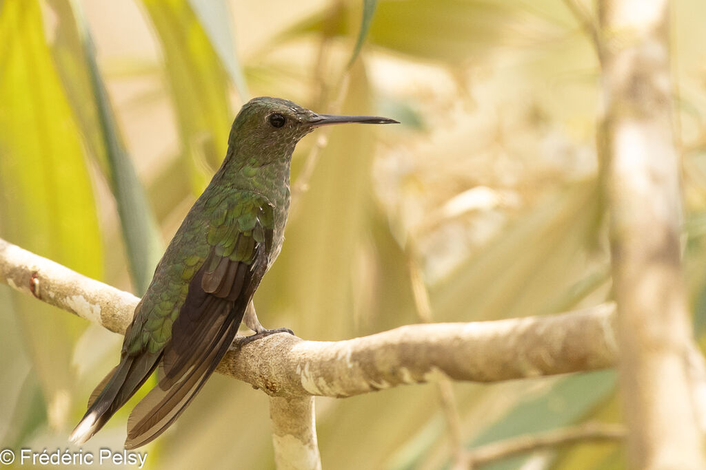 Scaly-breasted Hummingbird